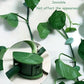 Plant Climbing Wall Clip,Self-Adhesive Vines Support Hooks for Indoor & Outdoor (10 Pcs Set)