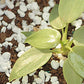 Paradise Perlite for Hydroponics & Horticulture Soil Conditioner (250 GM)