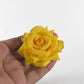 DaisyDrape
